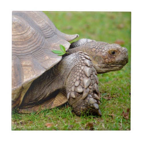 African spurred tortoise on grass ceramic tile