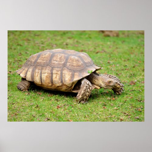 African spurred tortoise on grass poster