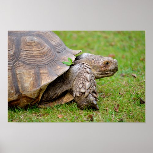African spurred tortoise on grass poster