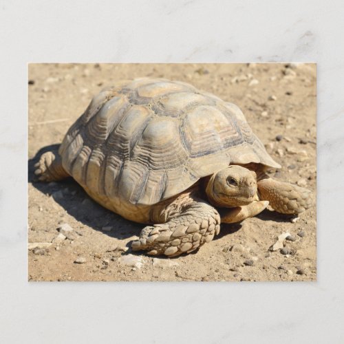 African spurred tortoise on ground postcard