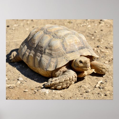 African spurred tortoise on ground poster