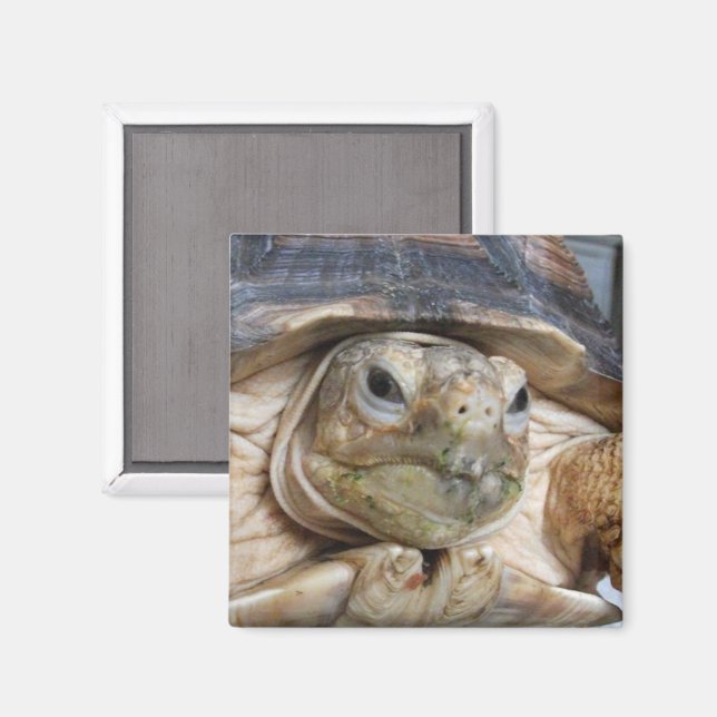 African Spurred Tortoise, Sulcata, Face Close-up Magnet (Front/Back)