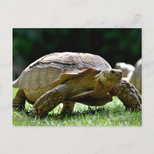 African spurred tortoise walking on grass postcard