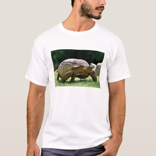 African spurred tortoise walking on grass postcard T_Shirt