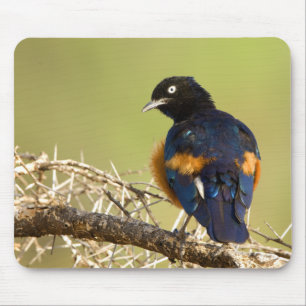 African Starling Mouse Pad