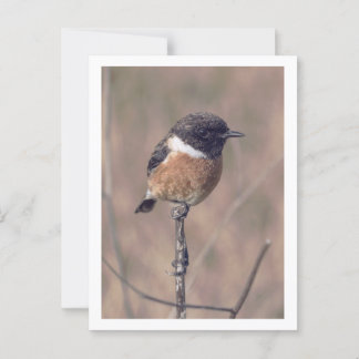 African Stonechat Bird Postcard