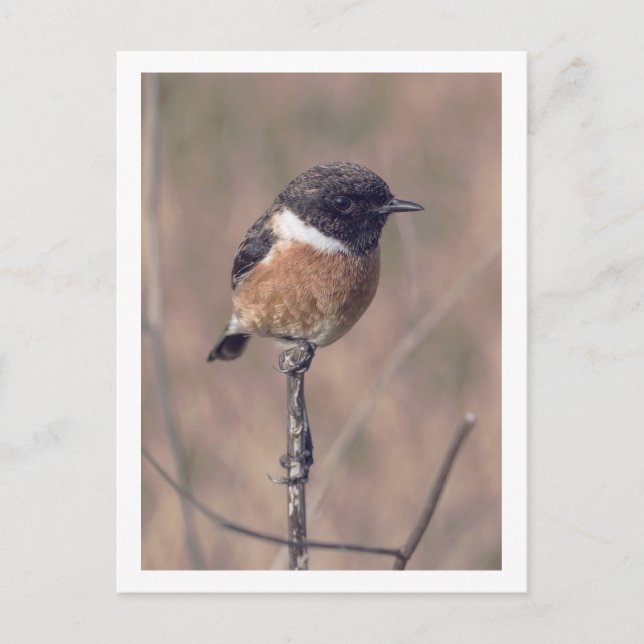 African Stonechat Bird Postcard (Front)