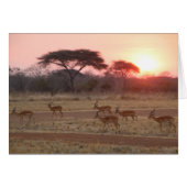 African Sunset Card (Front Horizontal)