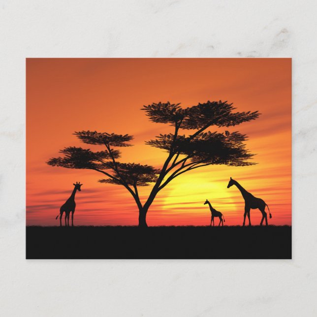 African Sunset Postcard (Front)