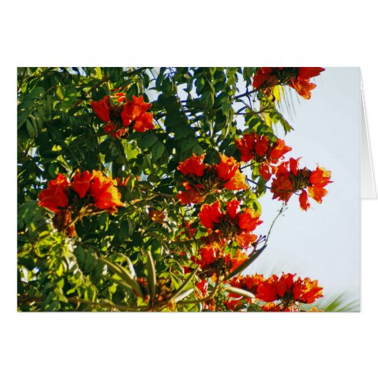 African Tulip Tree, Bucerias, Mexico Cards (Front Horizontal)