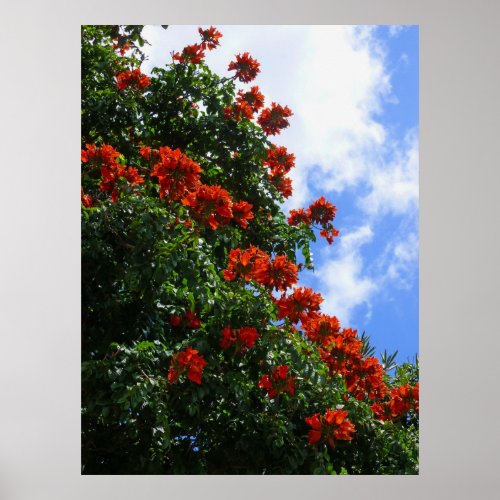 African Tulip Tree Poster