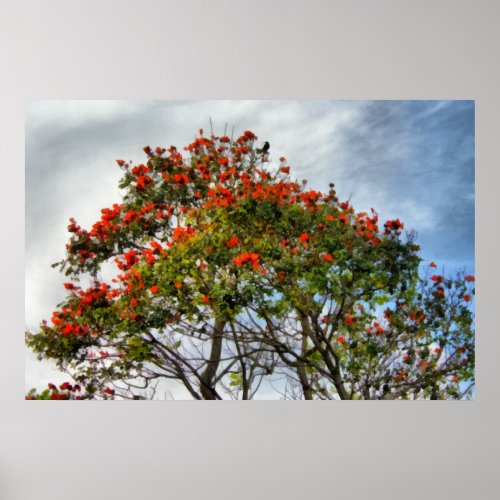 African Tulip Tree Poster