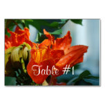 African Tulip Tree Table Number