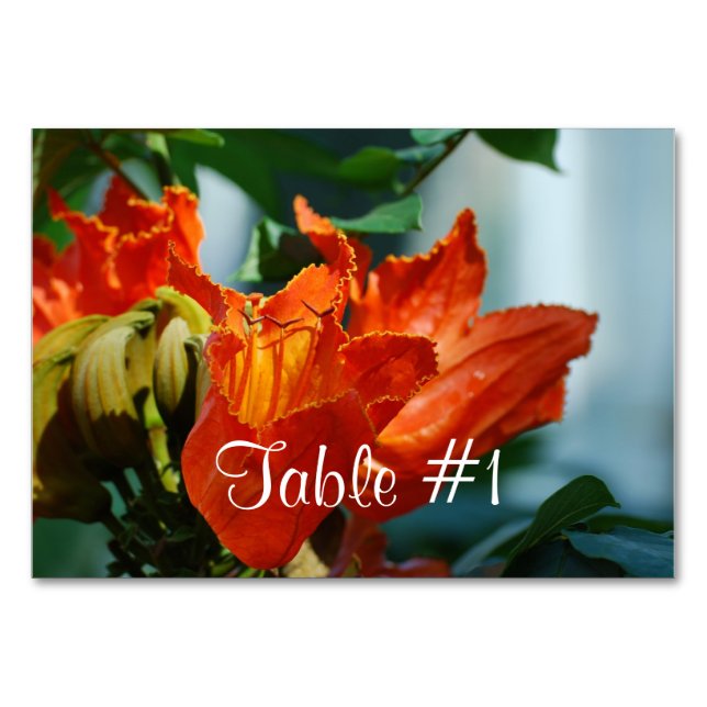 African Tulip Tree Table Number (Front)