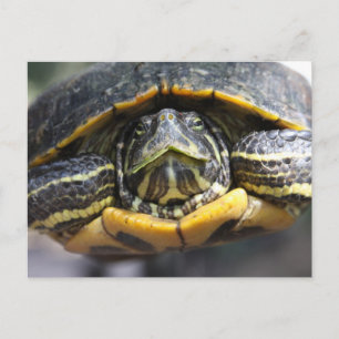 African Turtle Postcard