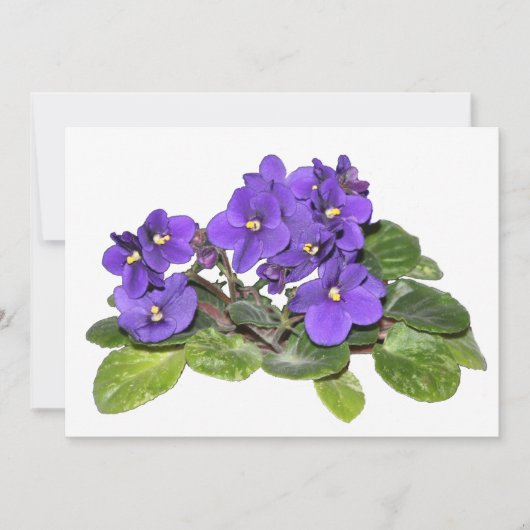 African violet (Front)