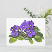 African violet (Standing Front)