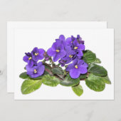 African violet (Front/Back)