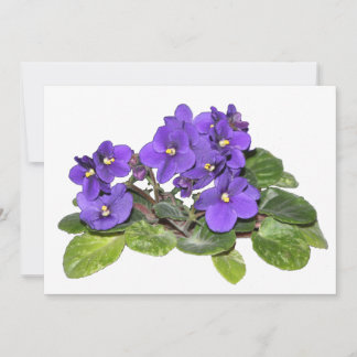 African violet