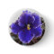 African Violet Blooming