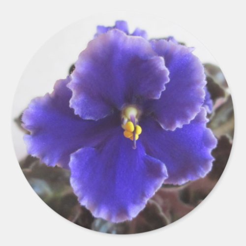 African Violet Blooming Classic Round Sticker