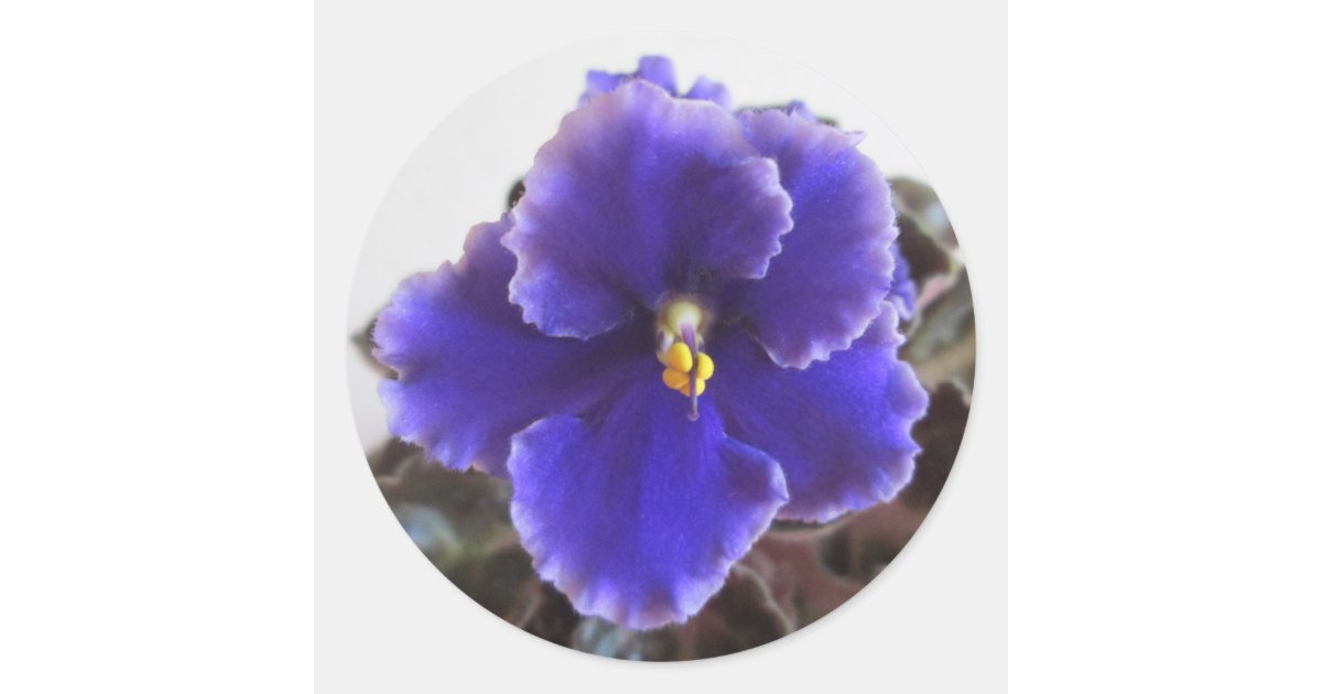 African Violet Blooming Classic Round Sticker Zazzle