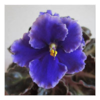 African Violet Blooming