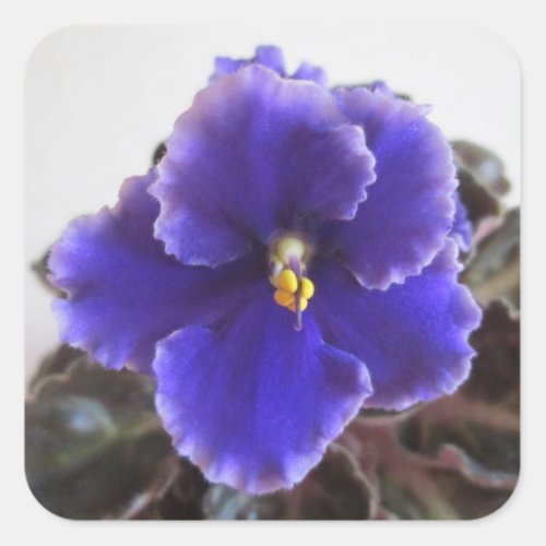 African Violet Blooming Square Sticker