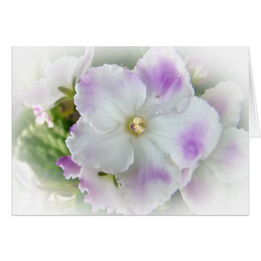 African Violet Blossom Cards (Front Horizontal)