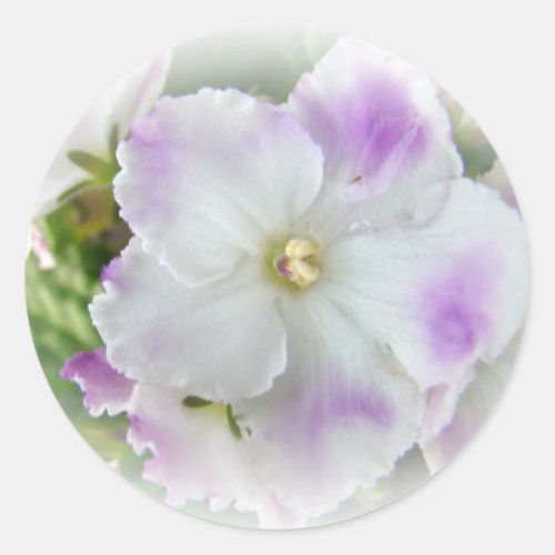 African Violet Blossom Classic Round Sticker