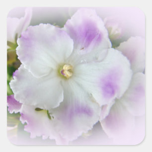 African Violet Blossom Square Sticker
