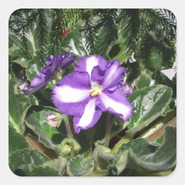 African Violet Blue/White Sticker (Front)