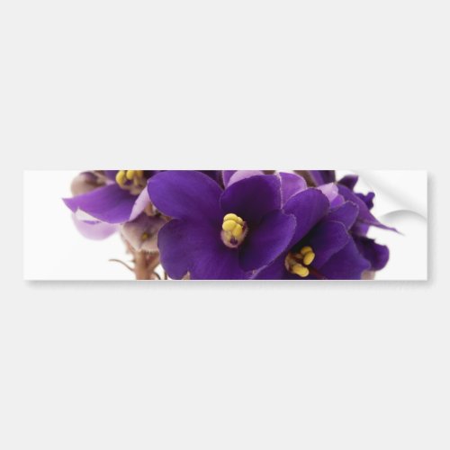 African violet bumper sticker