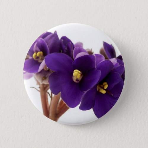 African violet button