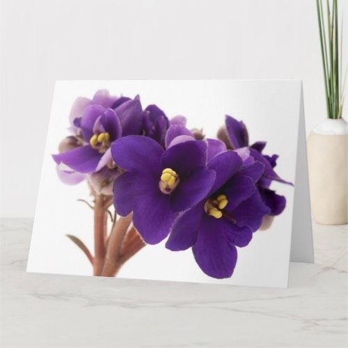 African violet card
