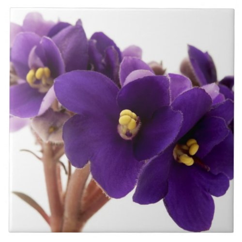 African violet ceramic tile