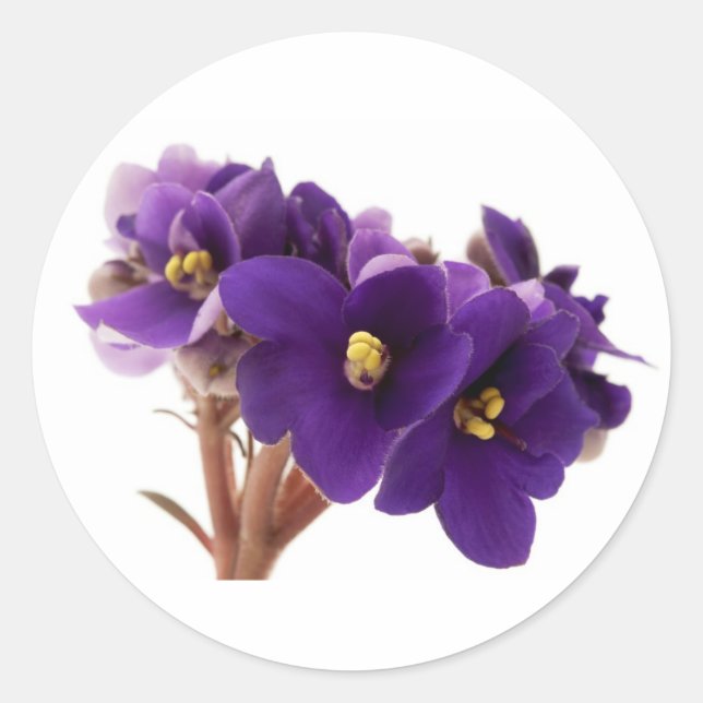 African violet classic round sticker (Front)