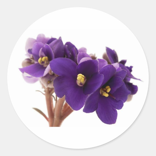 African violet classic round sticker (Front)