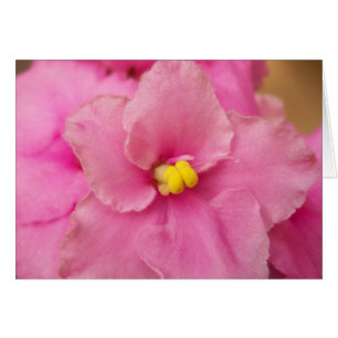 African violet flower cards