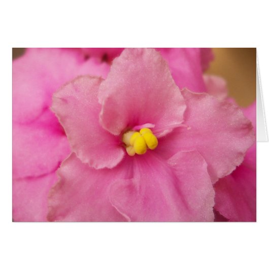 African violet flower cards (Front Horizontal)