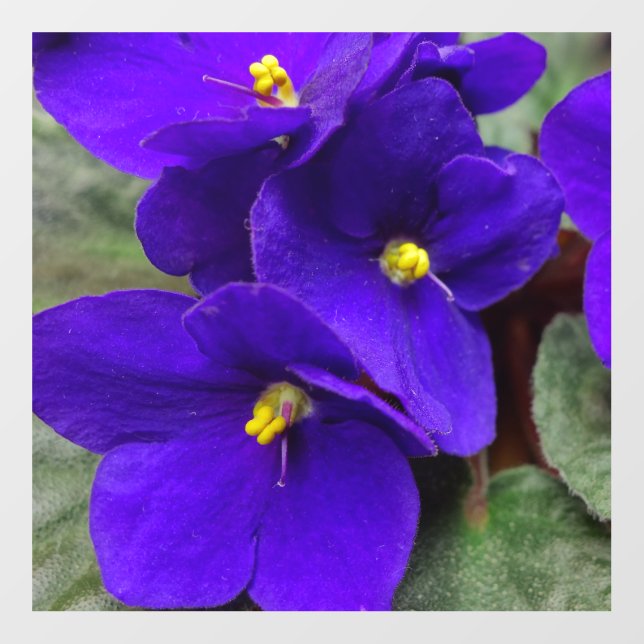 African Violet Heart Wall Decal (Front)