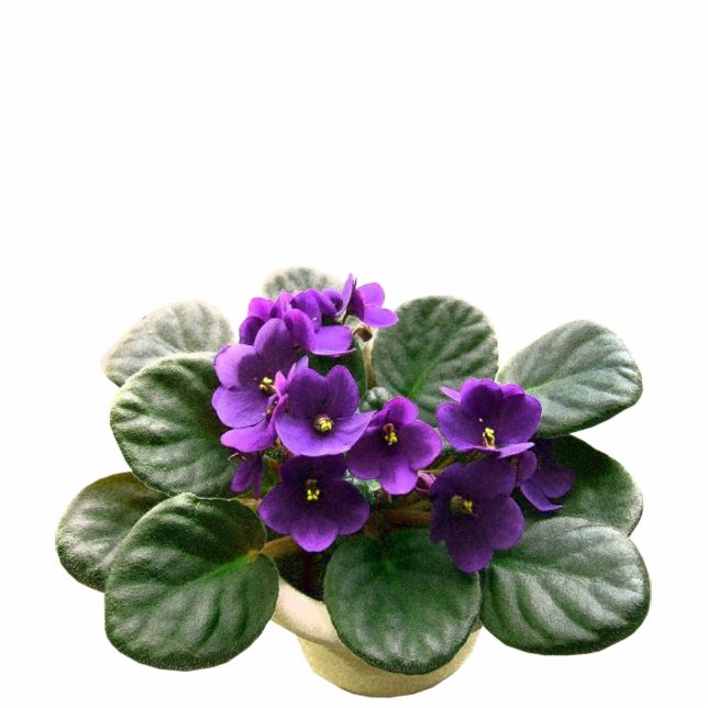 African Violet House Plant  Cutout (Front)