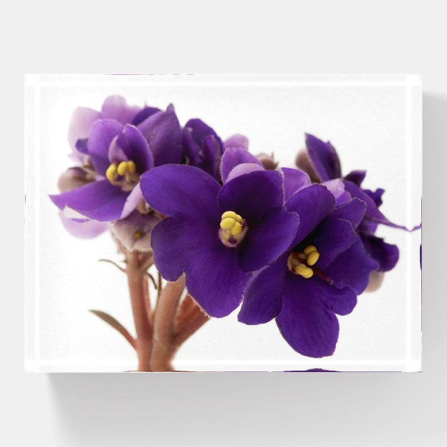 African violet paperweight (Front)