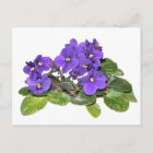 African violet postcard