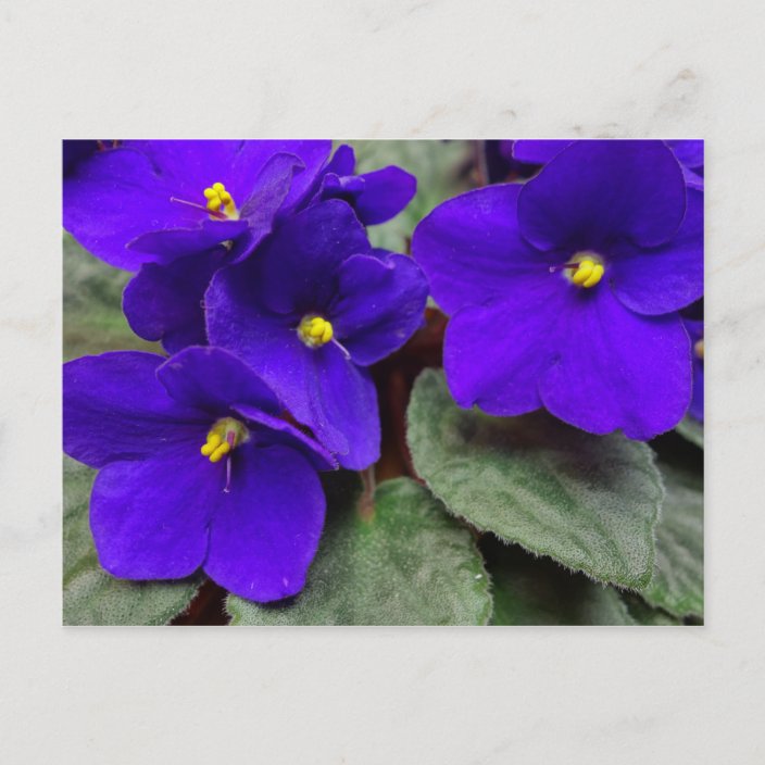 African Violet Postcard | Zazzle.com
