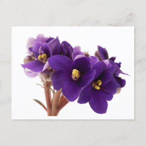 African violet postcard