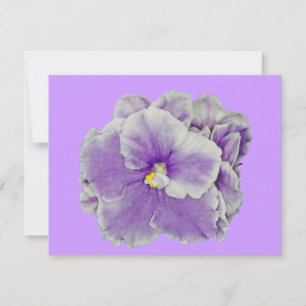African Violet Purple