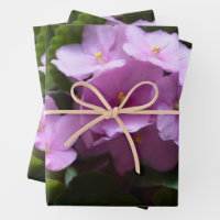 African Violet Saintpaulia - Pink flowers 