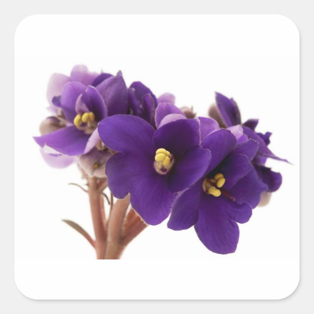 African violet square sticker (Front)