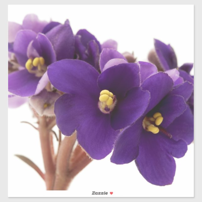 African violet sticker (Sheet)